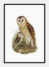 Indlæs billede til gallerivisning græsslørugle | ELIZABETH GOULD - decoARTE
