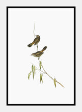 Indlæs billede til gallerivisning vestlig mejsesanger | ELIZABETH GOULD - decoARTE