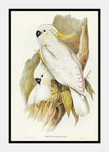 Indlæs billede til gallerivisning kakadue | ELIZABETH GOULD - decoARTE