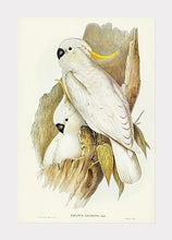 Indlæs billede til gallerivisning kakadue | ELIZABETH GOULD - decoARTE