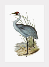 Indlæs billede til gallerivisning brolgatrane | ELIZABETH GOULD - decoARTE