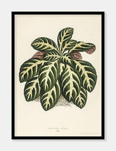 Indlæs billede til gallerivisning eranthemum igneum | BENJAMIN FAWCETT | DECOARTE - decoARTE