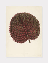 Indlæs billede til gallerivisning gesnera exoniensis | BENJAMIN FAWCETT | DECOARTE - decoARTE