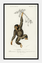 Indlæs billede til gallerivisning chimpanze | CHARLES DESSALINES D'ORBIGNY - decoARTE