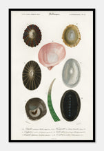 Indlæs billede til gallerivisning muslinger  |  CHARLES DESSALINES D'ORBIGNY - decoARTE