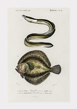 Indlæs billede til gallerivisning forskellige fisk  |  CHARLES DESSALINES D'ORBIGNY - decoARTE