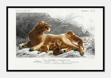 Indlæs billede til gallerivisning løvinde | CHARLES DESSALINES D'ORBIGNY - decoARTE