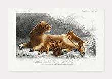 Indlæs billede til gallerivisning løvinde | CHARLES DESSALINES D'ORBIGNY - decoARTE