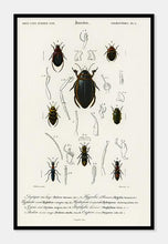 Indlæs billede til gallerivisning biller | CHARLES DESSALINES D'ORBIGNY - decoARTE
