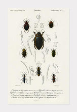 Indlæs billede til gallerivisning biller | CHARLES DESSALINES D'ORBIGNY - decoARTE