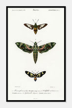 Indlæs billede til gallerivisning møl | CHARLES DESSALINES D'ORBIGNY - decoARTE