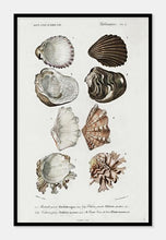 Indlæs billede til gallerivisning muslinger  |  CHARLES DESSALINES D'ORBIGNY - decoARTE