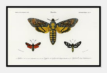 Indlæs billede til gallerivisning møl | CHARLES DESSALINES D'ORBIGNY - decoARTE