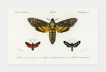 Indlæs billede til gallerivisning møl | CHARLES DESSALINES D'ORBIGNY - decoARTE