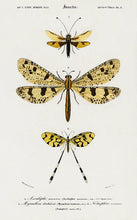 Indlæs billede til gallerivisning insekter | CHARLES DESSALINES D'ORBIGNY - decoARTE