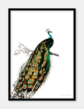 Indlæs billede til gallerivisning indisk påfugl | CHARLES DESSALINES D'ORBIGNY - decoARTE