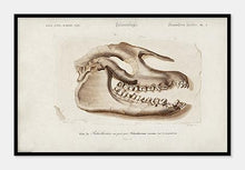 Indlæs billede til gallerivisning dyrekranium | CHARLES DESSALINES D'ORBIGNY - decoARTE
