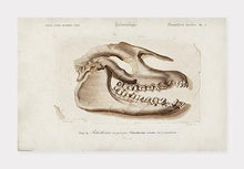 Indlæs billede til gallerivisning dyrekranium | CHARLES DESSALINES D'ORBIGNY - decoARTE