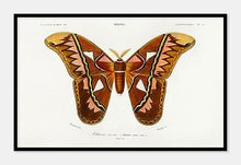 Indlæs billede til gallerivisning atlasspinder | CHARLES DESSALINES D'ORBIGNY - decoARTE