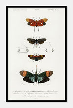 Indlæs billede til gallerivisning møl | CHARLES DESSALINES D'ORBIGNY - decoARTE