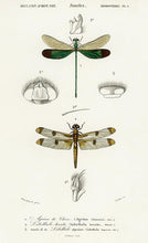 Indlæs billede til gallerivisning sølvsmede | CHARLES DESSALINES D'ORBIGNY - decoARTE