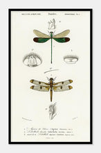 Indlæs billede til gallerivisning sølvsmede | CHARLES DESSALINES D'ORBIGNY - decoARTE