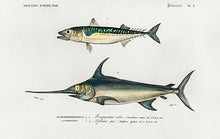 Indlæs billede til gallerivisning fisk  |  CHARLES DESSALINES D'ORBIGNY - decoARTE