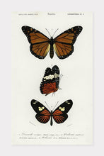 Indlæs billede til gallerivisning sommerfugle | CHARLES DESSALINES D'ORBIGNY - decoARTE