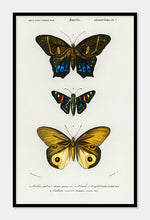 Indlæs billede til gallerivisning sommerfugle | CHARLES DESSALINES D'ORBIGNY - decoARTE