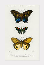 Indlæs billede til gallerivisning sommerfugle | CHARLES DESSALINES D'ORBIGNY - decoARTE