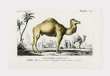 Indlæs billede til gallerivisning kamel | CHARLES DESSALINES D'ORBIGNY - decoARTE