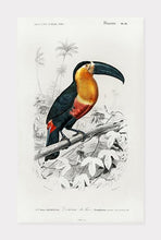 Indlæs billede til gallerivisning toucan | CHARLES DESSALINES D'ORBIGNY - decoARTE