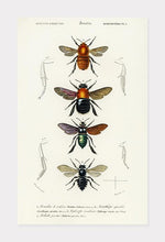 Indlæs billede til gallerivisning insekter | CHARLES DESSALINES D'ORBIGNY - decoARTE