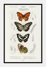 Indlæs billede til gallerivisning sommerfugle | CHARLES DESSALINES D'ORBIGNY - decoARTE