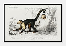 Indlæs billede til gallerivisning kapucinerabe | CHARLES DESSALINES D'ORBIGNY - decoARTE