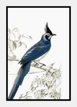 Indlæs billede til gallerivisning sortbrystet topskade | CHARLES DESSALINES D'ORBIGNY - decoARTE