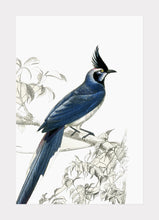 Indlæs billede til gallerivisning sortbrystet topskade | CHARLES DESSALINES D'ORBIGNY - decoARTE