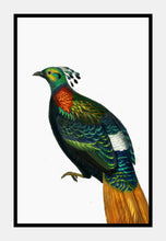 Indlæs billede til gallerivisning glasfasan | CHARLES DESSALINES D'ORBIGNY - decoARTE