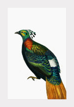 Indlæs billede til gallerivisning glasfasan | CHARLES DESSALINES D'ORBIGNY - decoARTE