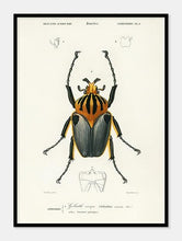 Indlæs billede til gallerivisning goliatbille | CHARLES DESSALINES D'ORBIGNY - decoARTE