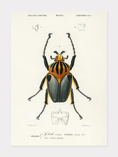 Indlæs billede til gallerivisning goliatbille | CHARLES DESSALINES D'ORBIGNY - decoARTE