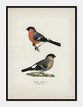 Indlæs billede til gallerivisning dompap | BRØDRENE VON WRIGHT - decoARTE