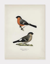 Indlæs billede til gallerivisning dompap | BRØDRENE VON WRIGHT - decoARTE