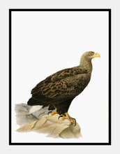 Indlæs billede til gallerivisning hvidhalet ørn | BRØDRENE VON WRIGHT - decoARTE