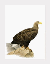 Indlæs billede til gallerivisning hvidhalet ørn | BRØDRENE VON WRIGHT - decoARTE