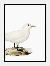 Indlæs billede til gallerivisning ismåge | BRØDRENE VON WRIGHT - decoARTE