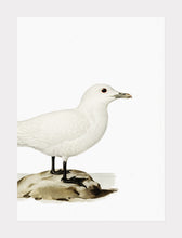 Indlæs billede til gallerivisning ismåge | BRØDRENE VON WRIGHT - decoARTE