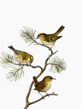 Indlæs billede til gallerivisning 10 fuglekort i A5