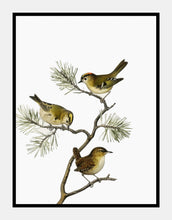 Indlæs billede til gallerivisning gærdesmutte | BRØDRENE VON WRIGHT - decoARTE