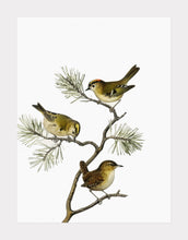 Indlæs billede til gallerivisning gærdesmutte | BRØDRENE VON WRIGHT - decoARTE